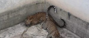В Индии спасли двух леопардов, попавших в бетонный резервуар