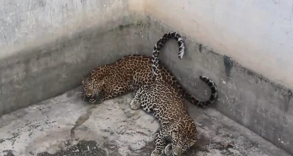 В Индии спасли двух леопардов, попавших в бетонный резервуар